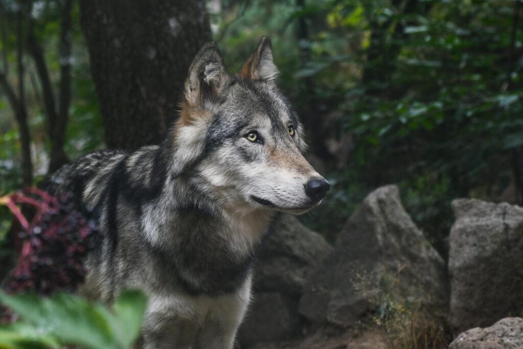 Ni bête ni sauveur : les ennemis et les amis des loups se disputent avec les mythes