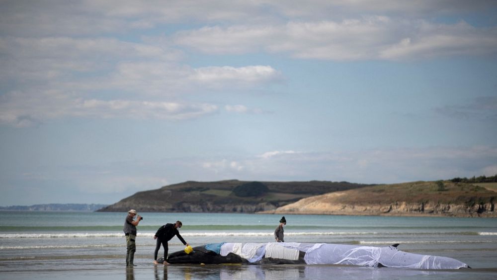3. Baleine échouée en Bretagne : « Une pelle serait bien plus efficace »
