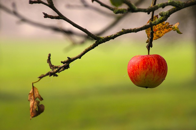 :

« La nourriture et l’esprit : comment reconnaître et soigner la dépression nutritionnelle