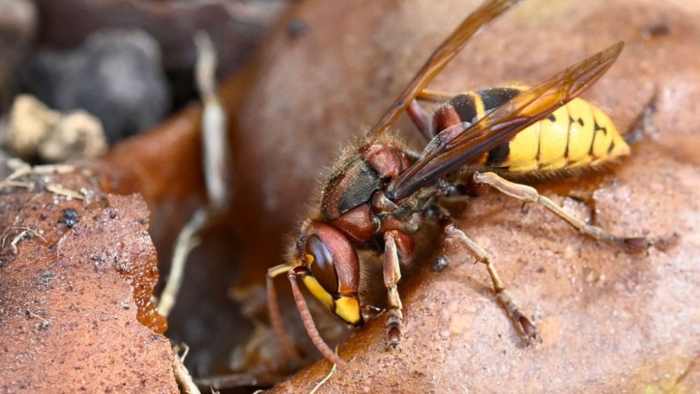 Danger de mort après une attaque de frelons : 3 cyclistes à l’hôpital