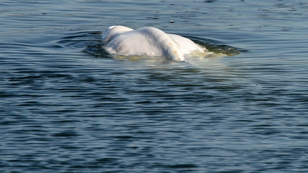 Opération de sauvetage risquée pour un béluga égaré dans la Seine