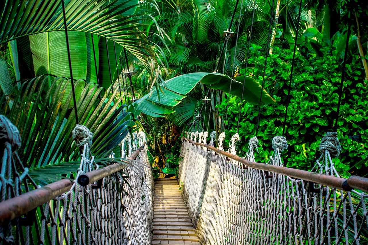 L’Amazonie : un sanctuaire de la biodiversité en danger